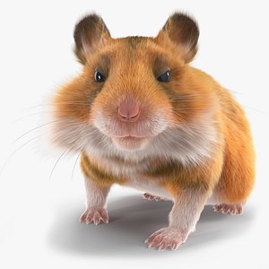 Golden Hamster Rigged model