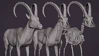 IBEX  MODEL - VFX READY