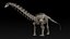 skeletons herbivorous dinosaurs 3D model
