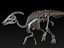 skeletons herbivorous dinosaurs 3D model