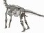 skeletons herbivorous dinosaurs 3D model
