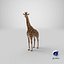 Giraffe Standing Pose Fur 3D Model