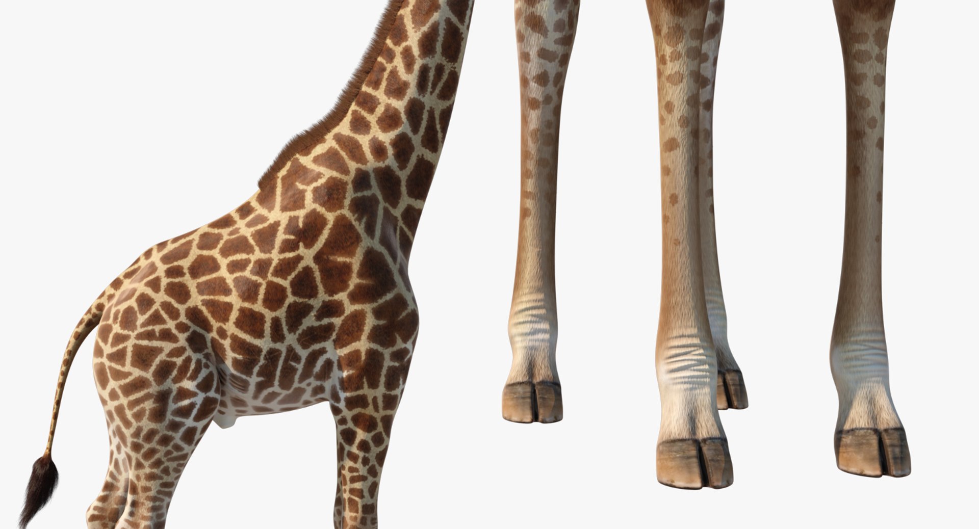 3D giraffe standing pose fur https://p.turbosquid.com/ts-thumb/yo/bWVR6f/3mEeUALh/giraffestandingposefurc4dmodel014/jpg/1555972107/1920x1080/fit_q87/5c9062ea5b3e089a9b2c96476a19ff1f198110dd/giraffestandingposefurc4dmodel014.jpg
