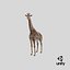 Giraffe Standing Pose Fur 3D Model