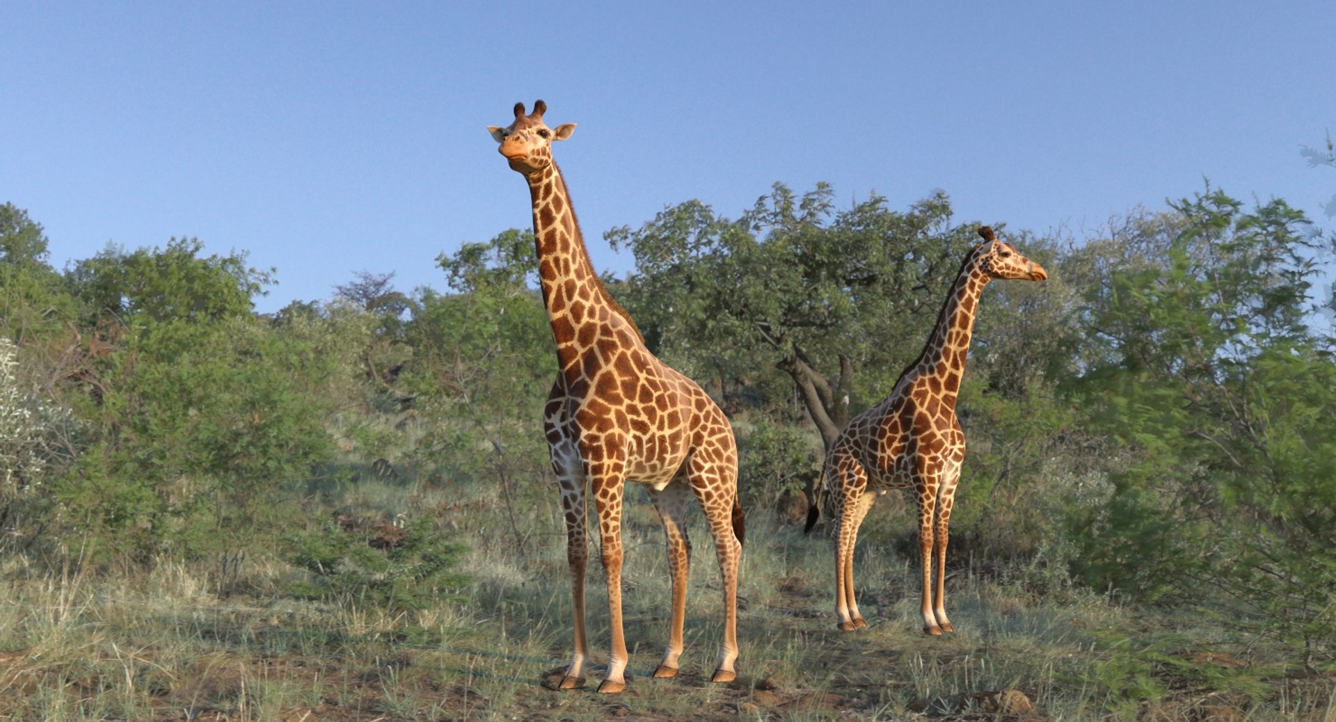3D giraffe standing pose fur https://p.turbosquid.com/ts-thumb/yo/bWVR6f/7WEzCe3X/giraffestandingposefurc4dmodel002/jpg/1555972061/1920x1080/fit_q87/fad71a4193518c5130703fb552edb8e2a855682f/giraffestandingposefurc4dmodel002.jpg