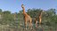 Giraffe Standing Pose Fur 3D Model
