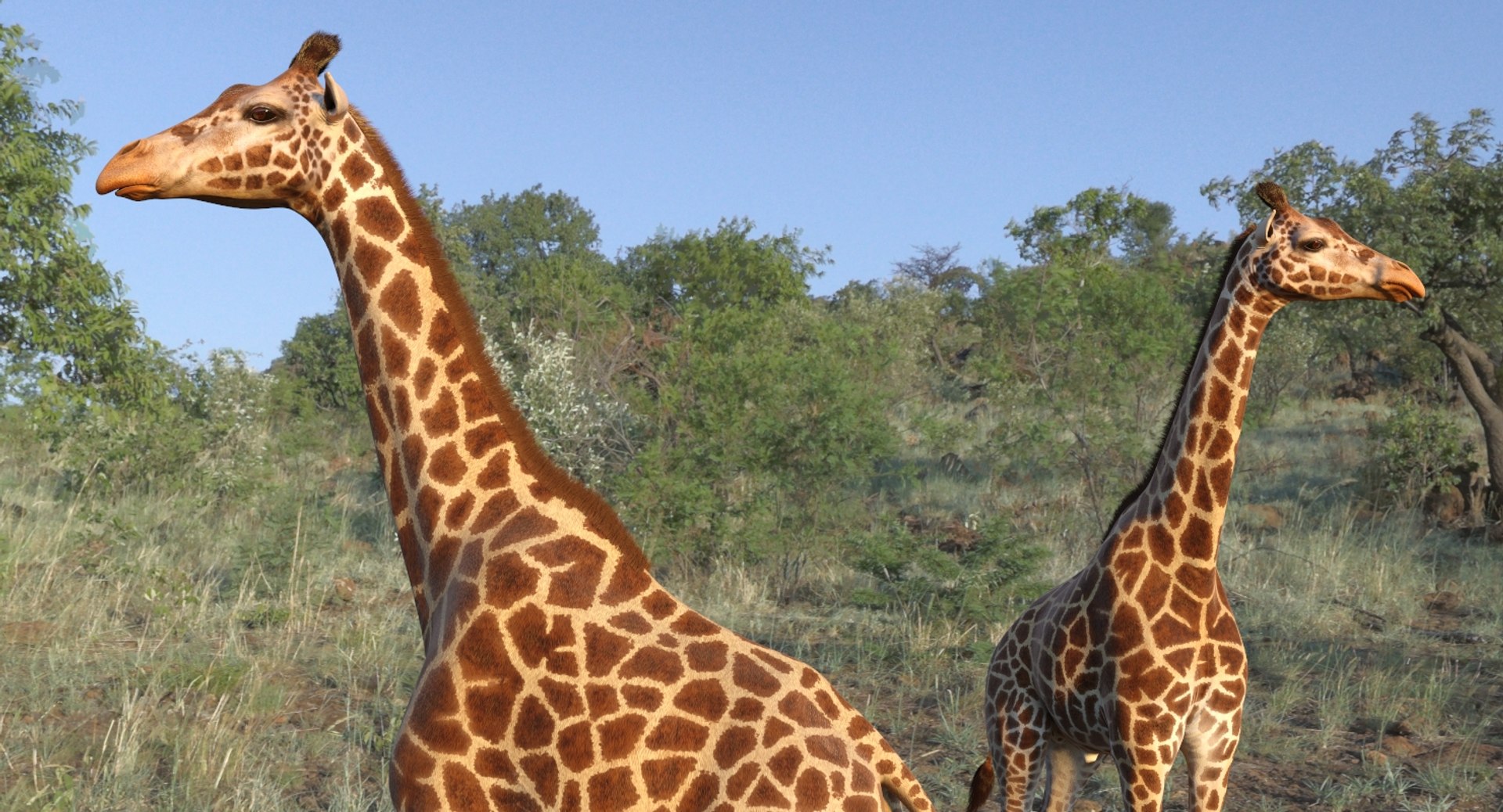 3D giraffe standing pose fur https://p.turbosquid.com/ts-thumb/yo/bWVR6f/7pzdTh6p/giraffestandingposefurc4dmodel005/jpg/1555972073/1920x1080/fit_q87/d5a2988dcc42b2eed73a6d086710ce1cd9433dc0/giraffestandingposefurc4dmodel005.jpg