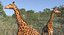 Giraffe Standing Pose Fur 3D Model