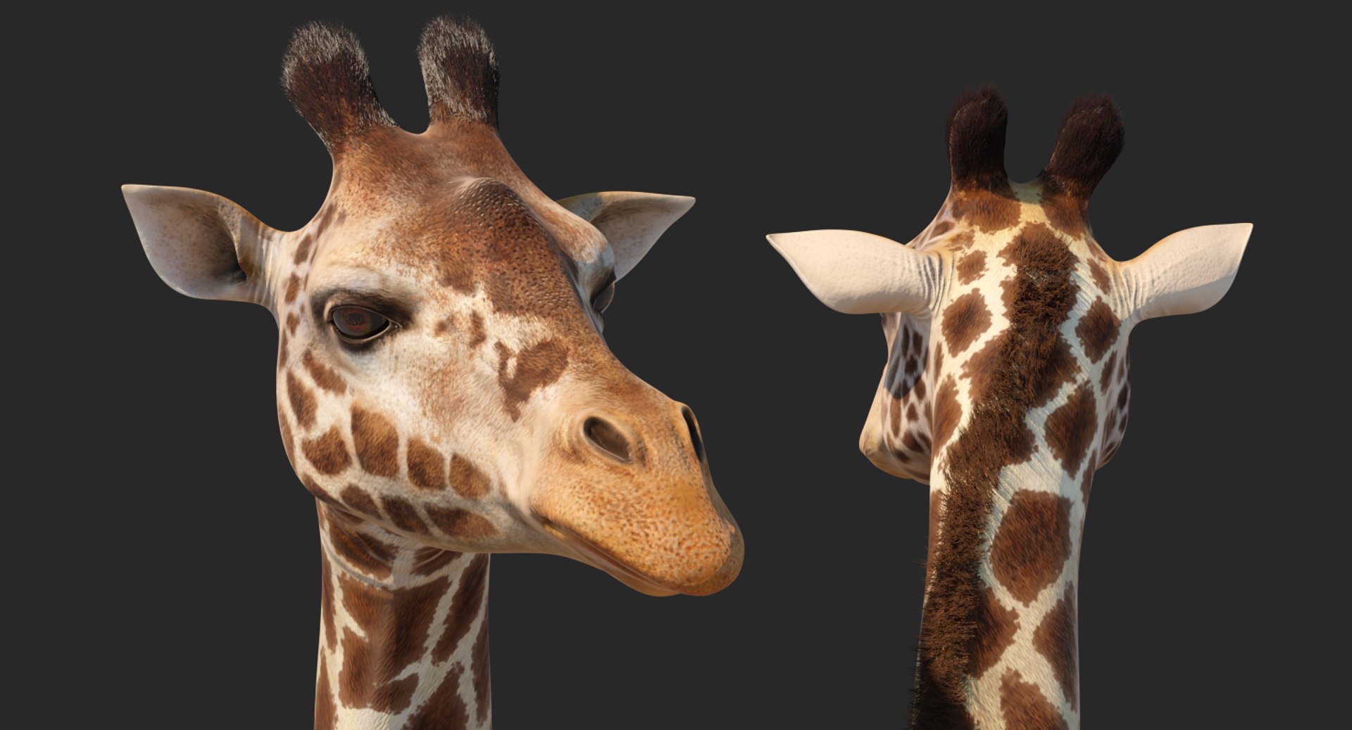 3D giraffe standing pose fur https://p.turbosquid.com/ts-thumb/yo/bWVR6f/86MZGngk/giraffestandingposefurc4dmodel008/jpg/1555972084/1920x1080/fit_q87/879beb3fbf4c096d3ff7bfe0730ca3fe86584ead/giraffestandingposefurc4dmodel008.jpg