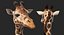 Giraffe Standing Pose Fur 3D Model