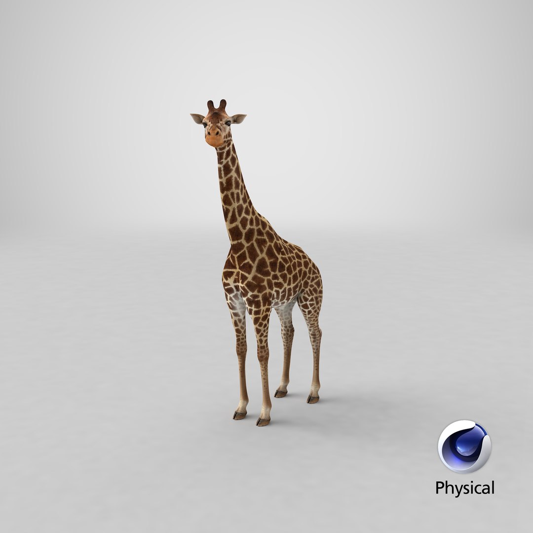 3D giraffe standing pose fur https://p.turbosquid.com/ts-thumb/yo/bWVR6f/93JQjOQO/stemcell_cinema_4d_physical_render/png/1593577795/1920x1080/fit_q87/93656a87f579b09fb62e198406176bbdb7f8a70d/stemcell_cinema_4d_physical_render.jpg