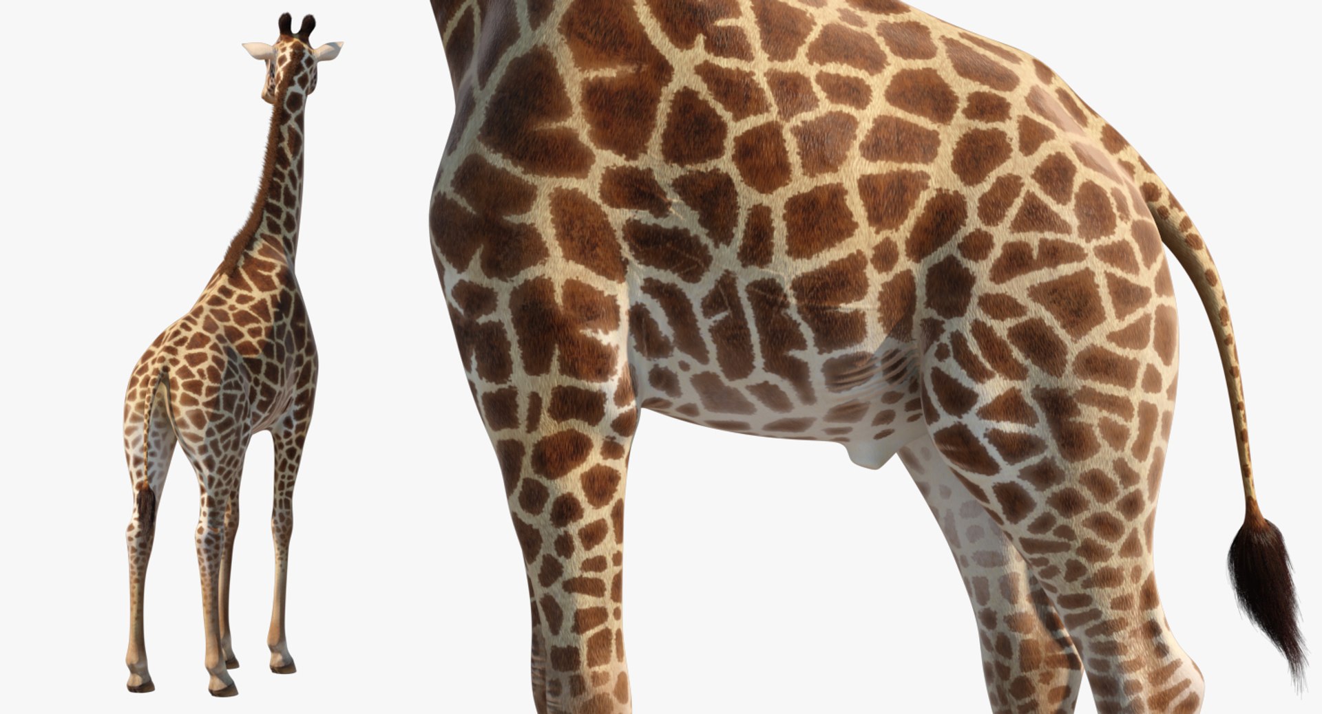 3D giraffe standing pose fur https://p.turbosquid.com/ts-thumb/yo/bWVR6f/9v3yaoX1/giraffestandingposefurc4dmodel016/jpg/1555972113/1920x1080/fit_q87/0d3a6520be212bcca3655a986214175f6fe16e3e/giraffestandingposefurc4dmodel016.jpg