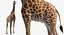 Giraffe Standing Pose Fur 3D Model