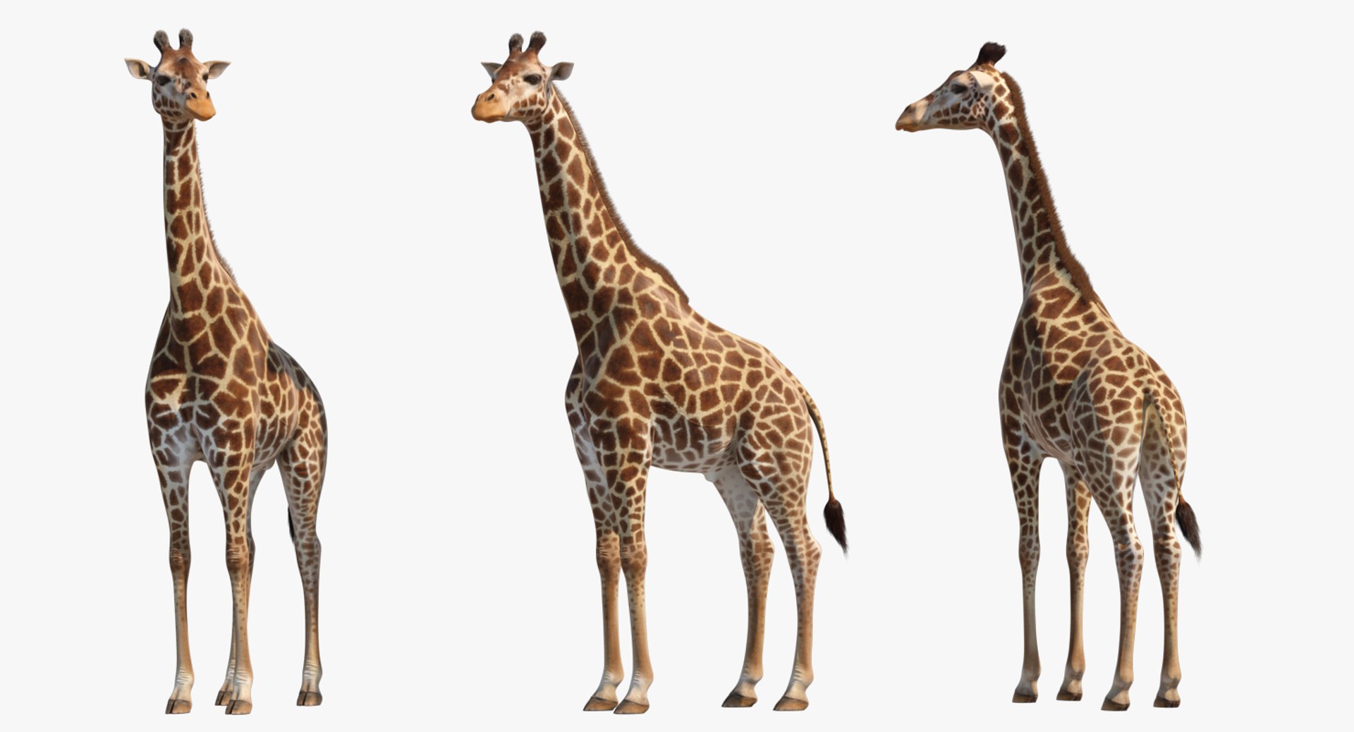 3D giraffe standing pose fur https://p.turbosquid.com/ts-thumb/yo/bWVR6f/A7E1AOBT/giraffestandingposefurc4dmodel007/jpg/1555972080/1920x1080/fit_q87/0eefd3327dc456c8ef17038cc53e3f295ff7b49c/giraffestandingposefurc4dmodel007.jpg