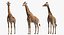 Giraffe Standing Pose Fur 3D Model