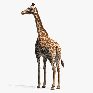 Giraffe Standing Pose Fur 3D Model