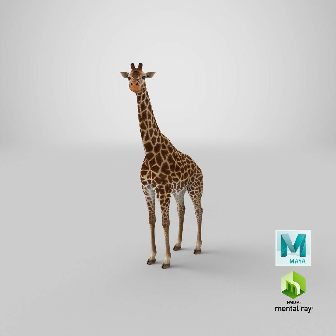 3D giraffe standing pose fur https://p.turbosquid.com/ts-thumb/yo/bWVR6f/HXPHdrfF/stemcell_maya_mental_ray_render/png/1593577826/1920x1080/fit_q87/2c4ea66f67ef89de2419ec6e9fa889a245375f98/stemcell_maya_mental_ray_render.jpg