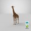 Giraffe Standing Pose Fur 3D Model