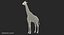 Giraffe Standing Pose Fur 3D Model