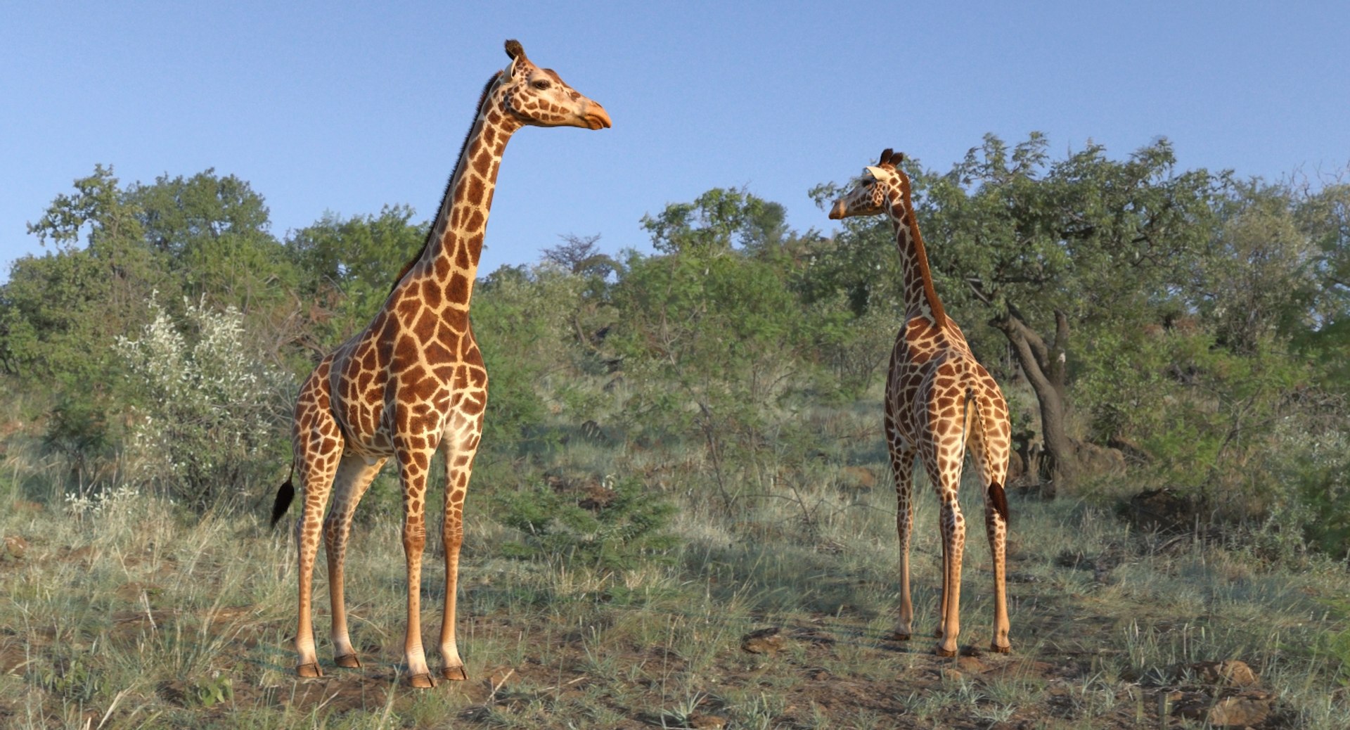3D giraffe standing pose fur https://p.turbosquid.com/ts-thumb/yo/bWVR6f/JWiguuLw/giraffestandingposefurc4dmodel006/jpg/1555972077/1920x1080/fit_q87/9077a30c14192c7d63e2a1780d92cd45569530a1/giraffestandingposefurc4dmodel006.jpg