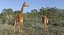 Giraffe Standing Pose Fur 3D Model