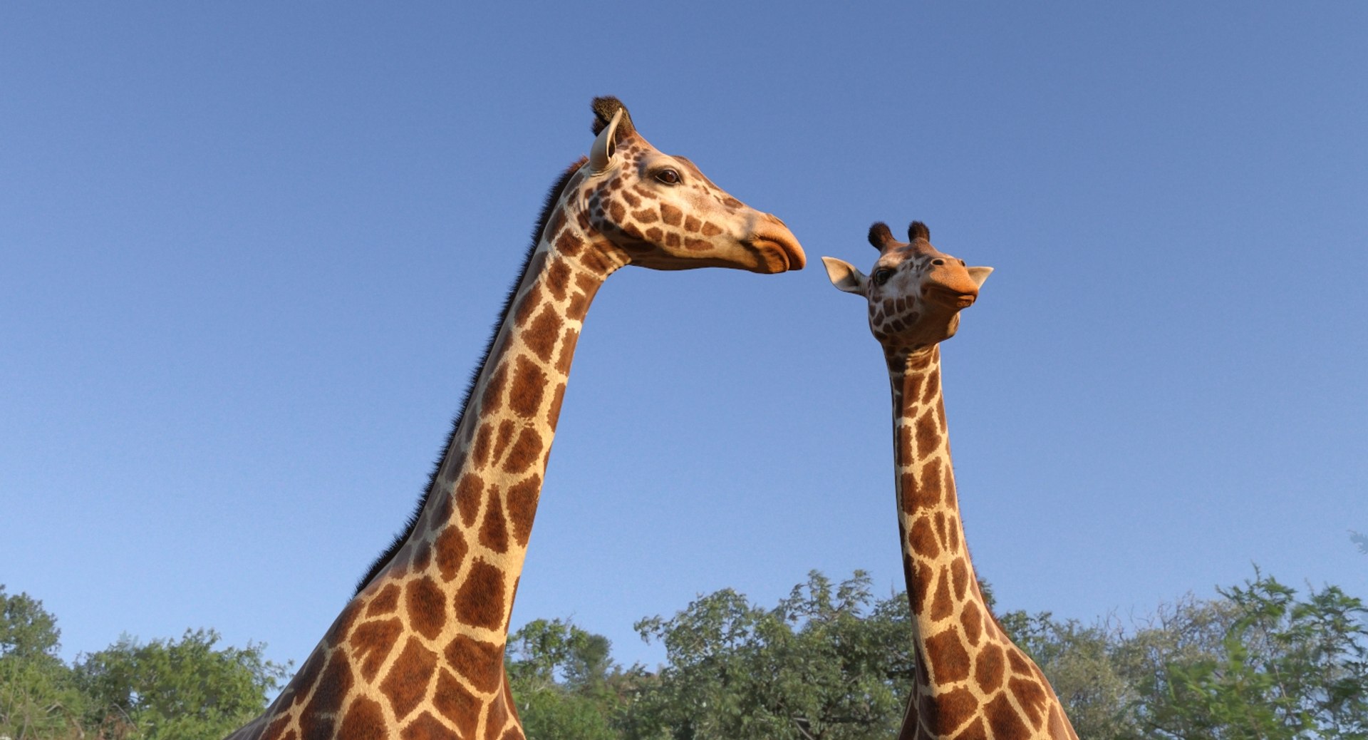 3D giraffe standing pose fur https://p.turbosquid.com/ts-thumb/yo/bWVR6f/KA6Gmvvr/giraffestandingposefurc4dmodel003/jpg/1555972064/1920x1080/fit_q87/8311a012a7ff8f0d03c5ddbcc1d5bf09e952a175/giraffestandingposefurc4dmodel003.jpg