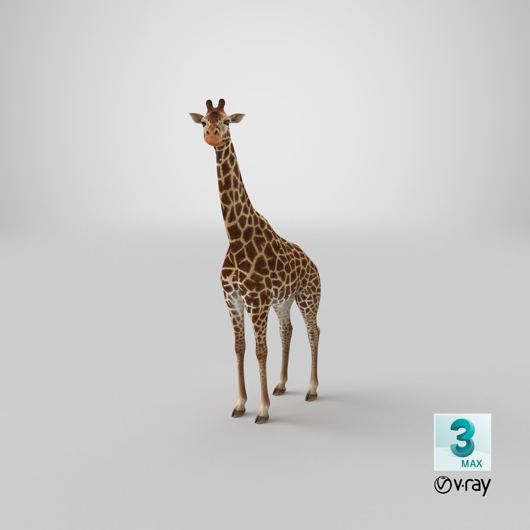 3D giraffe standing pose fur https://p.turbosquid.com/ts-thumb/yo/bWVR6f/M3Iir0FM/stemcell_max_vray_render/png/1593577818/1920x1080/fit_q87/03171888d1f422c3f4d4b053b9b473be72bf137c/stemcell_max_vray_render.jpg