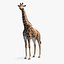 Giraffe Standing Pose Fur 3D Model