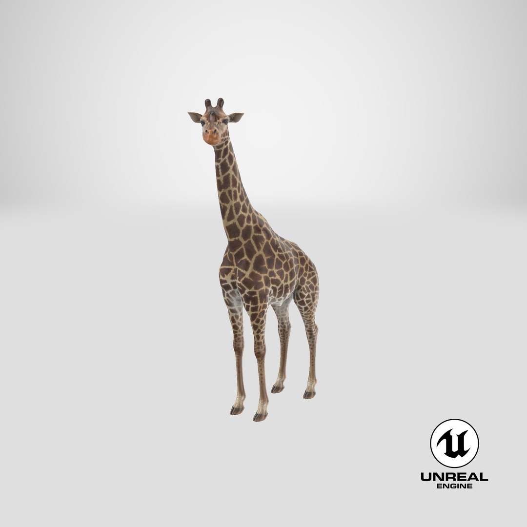 3D giraffe standing pose fur https://p.turbosquid.com/ts-thumb/yo/bWVR6f/QnyMSdSY/stemcell_unreal_render/png/1593577806/1920x1080/fit_q87/67a3f1ee5d429ce70f56dcc8e02a3cef35624b7f/stemcell_unreal_render.jpg