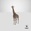 Giraffe Standing Pose Fur 3D Model