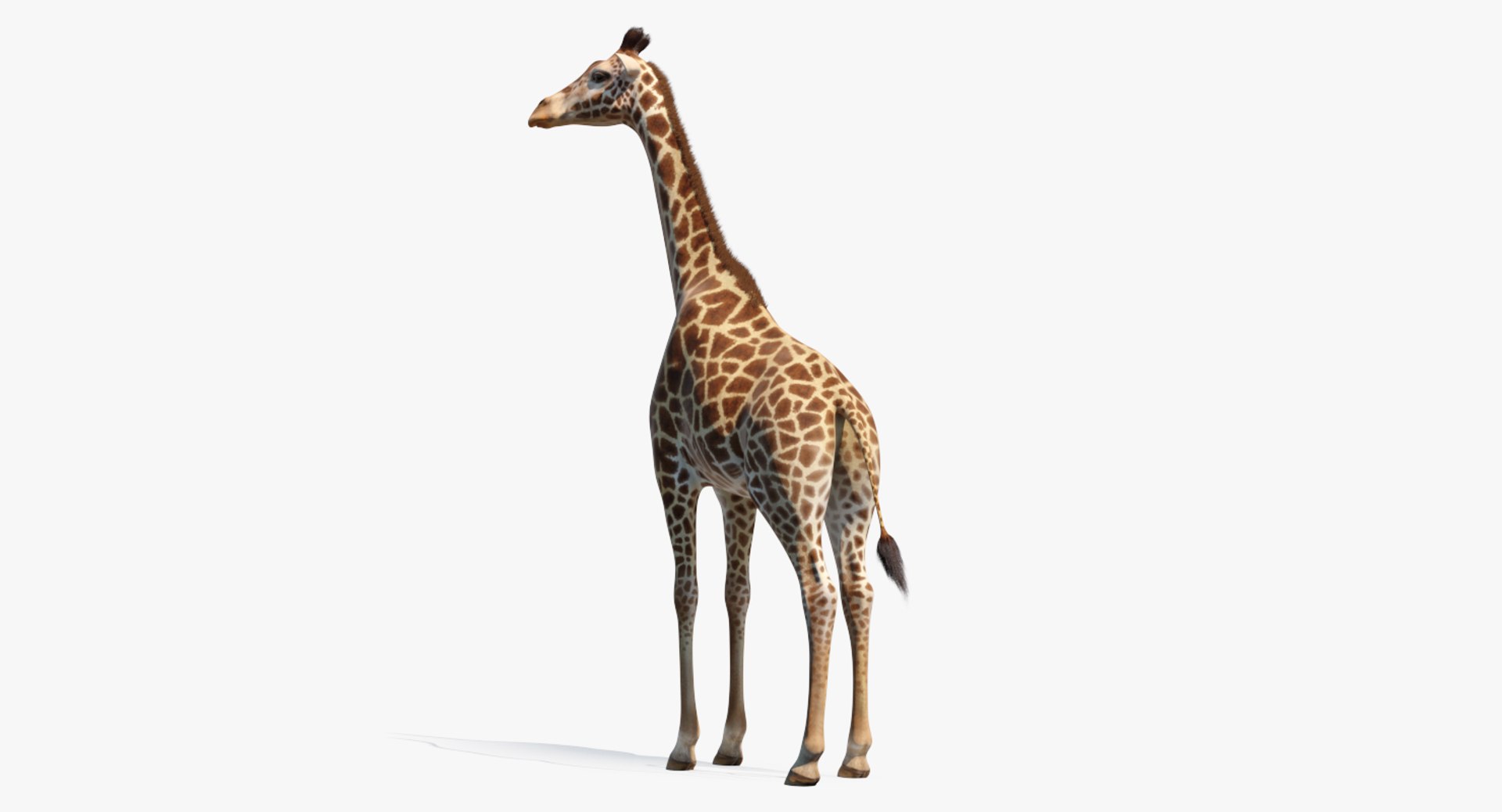 Giraffe Standing Pose Fur 3D Model 3D model preview