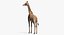 Giraffe Standing Pose Fur 3D Model