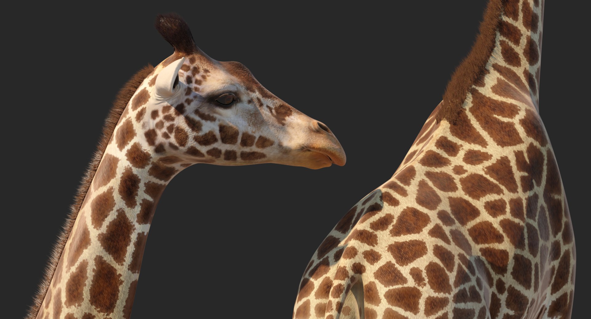 3D giraffe standing pose fur https://p.turbosquid.com/ts-thumb/yo/bWVR6f/fHVFeb8y/giraffestandingposefurc4dmodel009/jpg/1555972088/1920x1080/fit_q87/86e818c774ed3df672317b40671074498ead2b70/giraffestandingposefurc4dmodel009.jpg