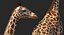Giraffe Standing Pose Fur 3D Model