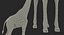 Giraffe Standing Pose Fur 3D Model