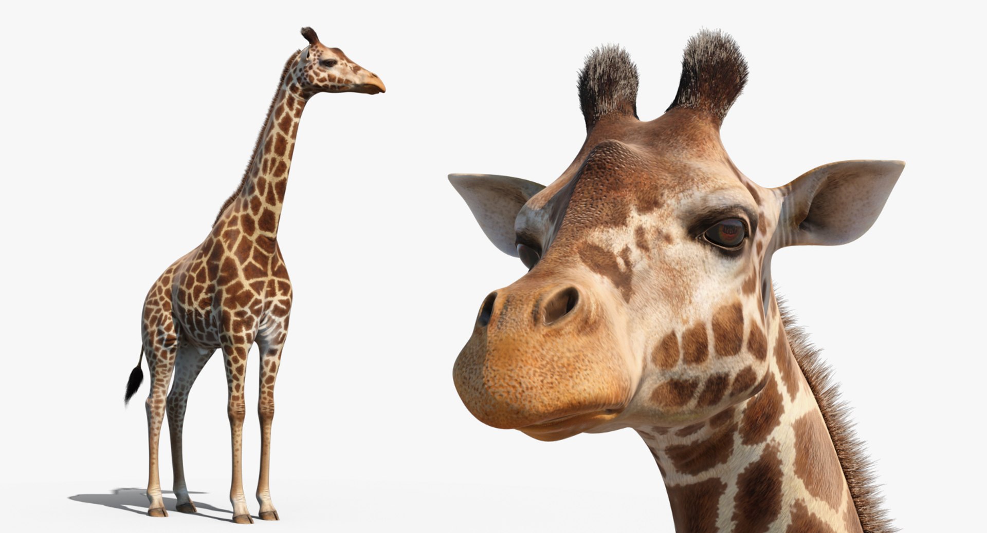 3D giraffe standing pose fur https://p.turbosquid.com/ts-thumb/yo/bWVR6f/mdvJYf9O/giraffestandingposefurc4dmodel011/jpg/1555972096/1920x1080/fit_q87/76a183c3ed4d58ca8dc040b44243fd40e7c9436e/giraffestandingposefurc4dmodel011.jpg