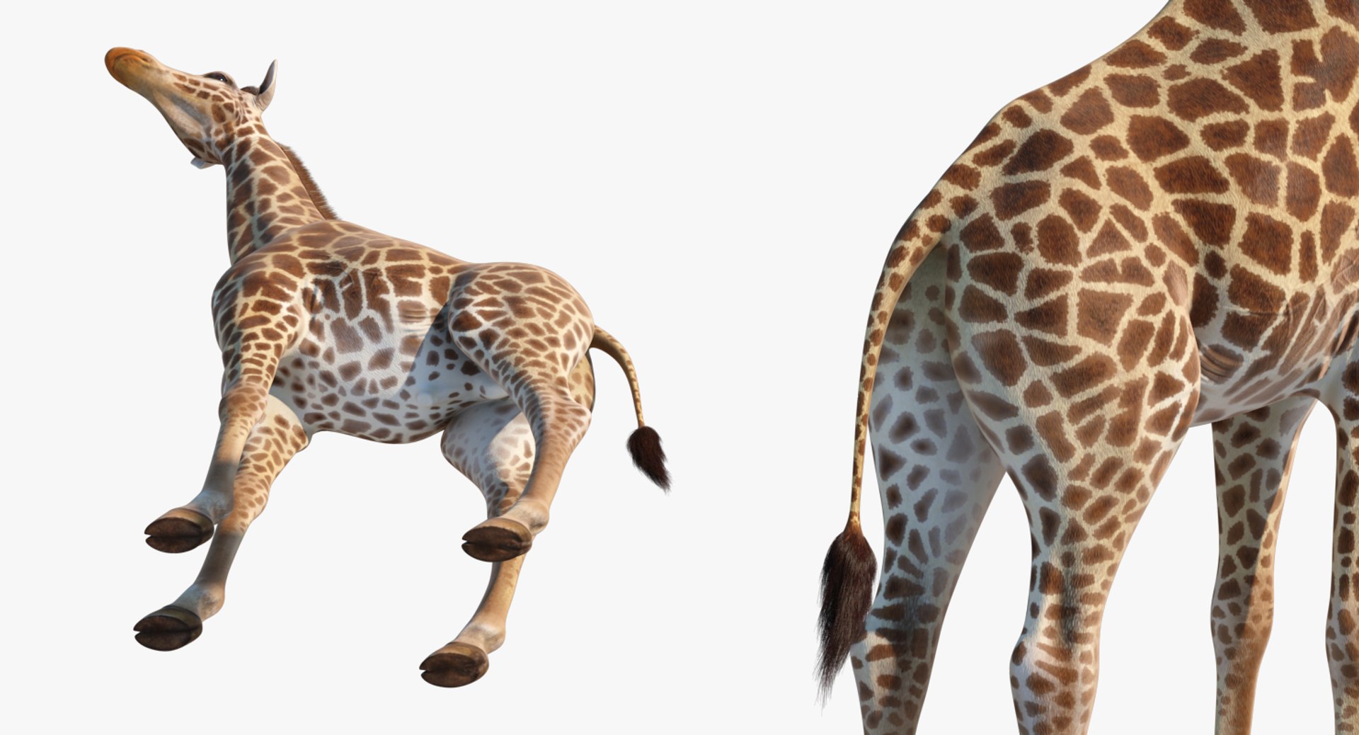 3D giraffe standing pose fur https://p.turbosquid.com/ts-thumb/yo/bWVR6f/pbyqY1Sl/giraffestandingposefurc4dmodel012/jpg/1555972099/1920x1080/fit_q87/5e12bb765434c7b210d4fe67c5f83cf0b5179d44/giraffestandingposefurc4dmodel012.jpg