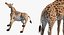 Giraffe Standing Pose Fur 3D Model