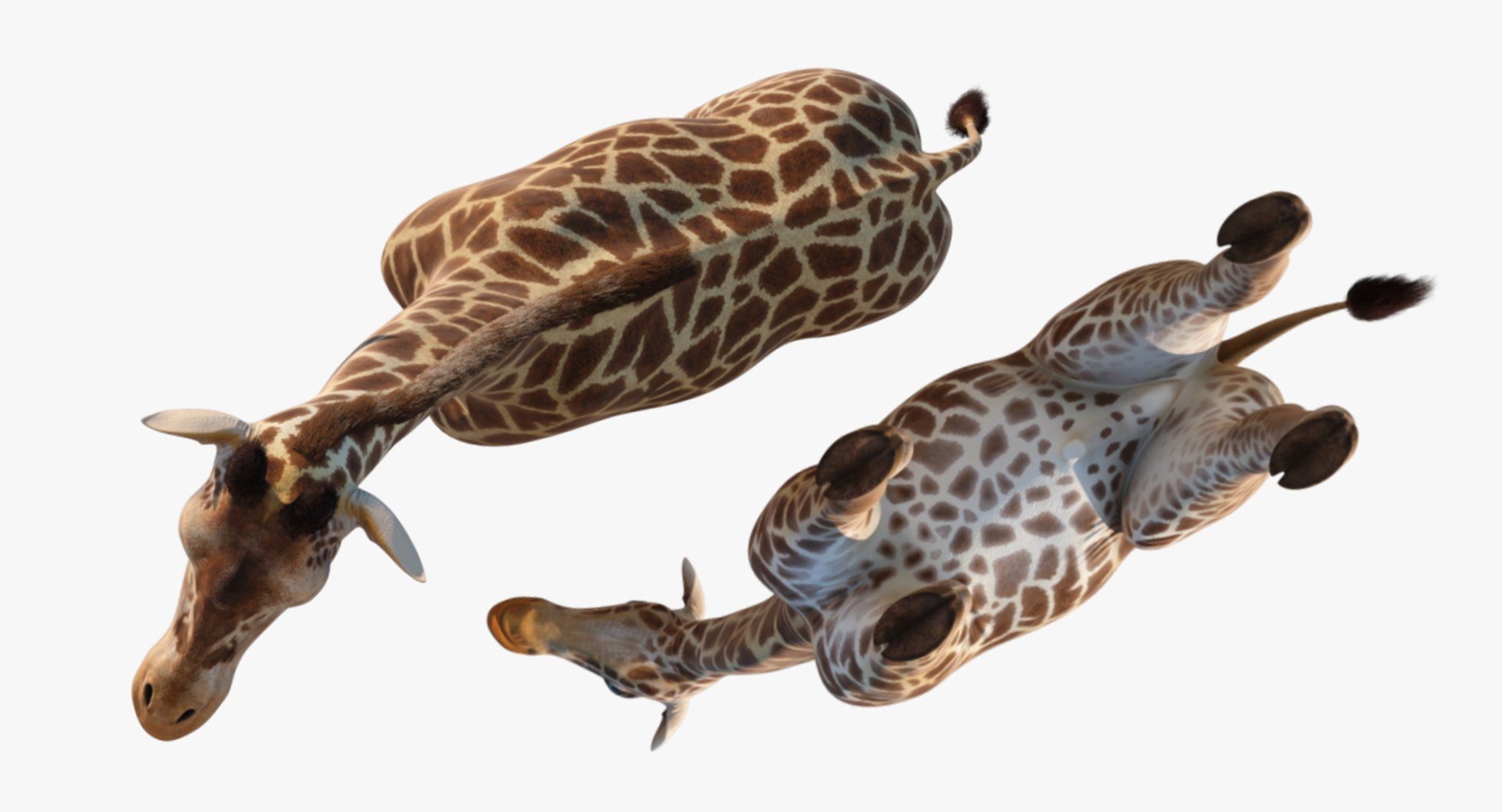 3D giraffe standing pose fur https://p.turbosquid.com/ts-thumb/yo/bWVR6f/q3BrMY5Q/giraffestandingposefurc4dmodel015/jpg/1555972110/1920x1080/fit_q87/01cd8814bd9d1a08538d2b8225971a68d6870ab4/giraffestandingposefurc4dmodel015.jpg