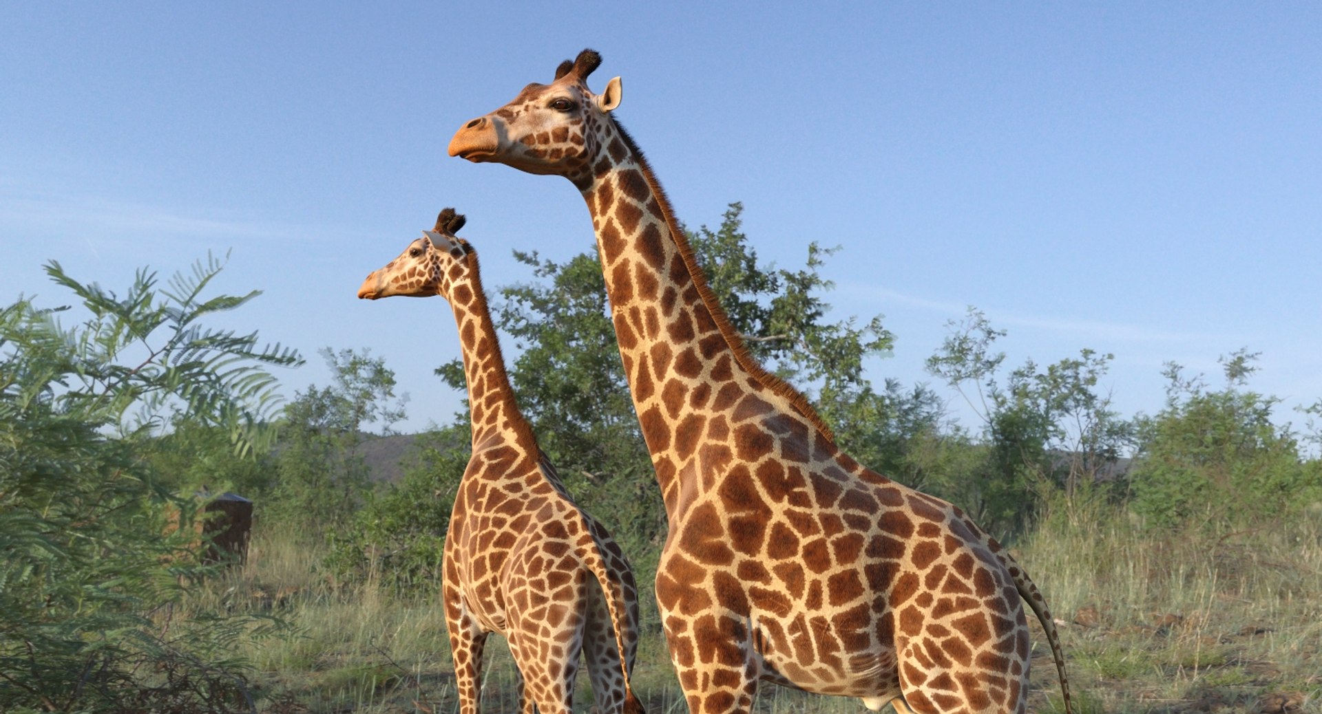 3D giraffe standing pose fur https://p.turbosquid.com/ts-thumb/yo/bWVR6f/vGWt450J/giraffestandingposefurc4dmodel004/jpg/1555972069/1920x1080/fit_q87/492f652f1da6f90755eb6d82def4fe7b17de8113/giraffestandingposefurc4dmodel004.jpg