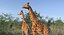 Giraffe Standing Pose Fur 3D Model