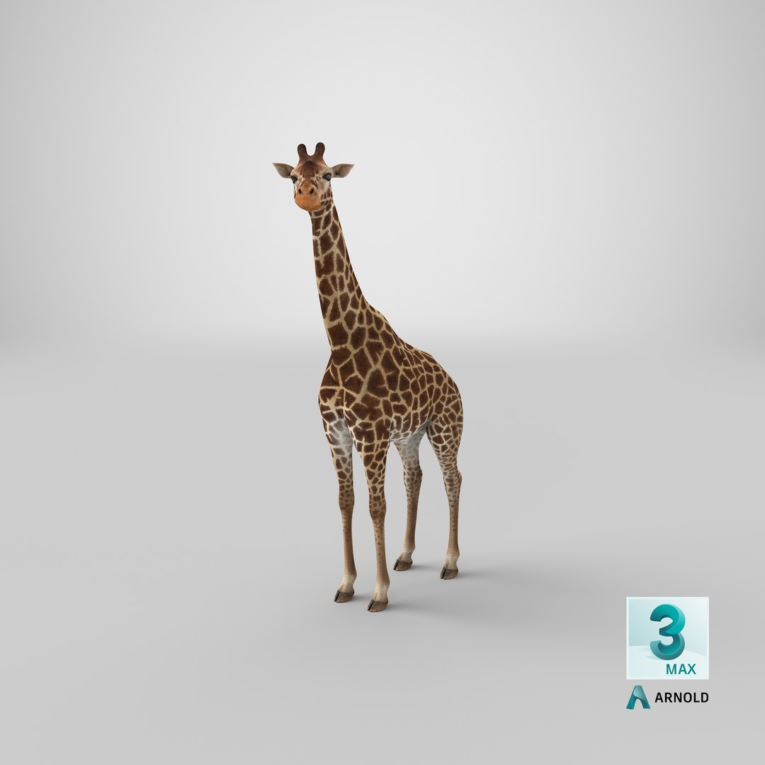 3D giraffe standing pose fur https://p.turbosquid.com/ts-thumb/yo/bWVR6f/xLj1LVoB/stemcell_max_arnold_render/png/1593577810/1920x1080/fit_q87/54ea0a354415c30f296da9d3d37f1f80d0706e3d/stemcell_max_arnold_render.jpg