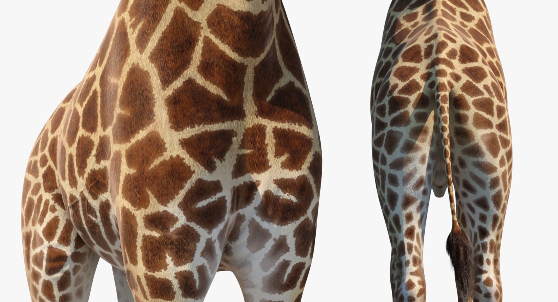 3D giraffe standing pose fur https://p.turbosquid.com/ts-thumb/yo/bWVR6f/yr5IoVnj/giraffestandingposefurc4dmodel013/jpg/1555972103/1920x1080/fit_q87/212586c524bf08f4c5026e40e981d214323d367d/giraffestandingposefurc4dmodel013.jpg