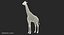 Giraffe Standing Pose Fur 3D Model