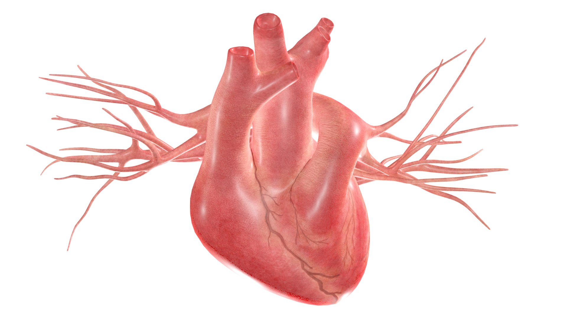 3D Heart model https://p.turbosquid.com/ts-thumb/yo/eDJ92t/6J/17/jpg/1698211846/1920x1080/fit_q87/3608e948e83eb0f29587d000b810ad647b64163b/17.jpg