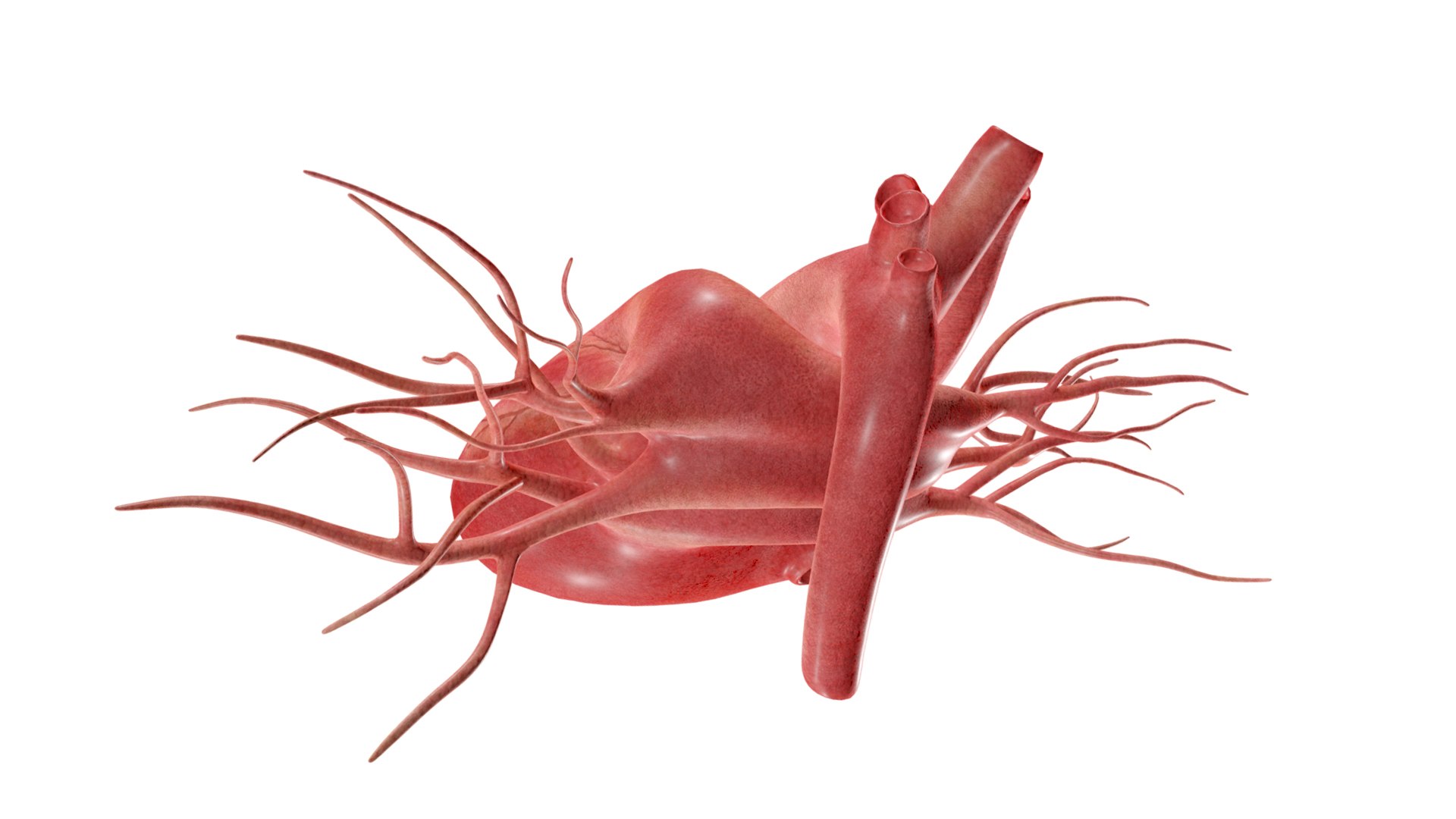 3D Heart model https://p.turbosquid.com/ts-thumb/yo/eDJ92t/Cl/13/jpg/1698211843/1920x1080/fit_q87/abdb7b3a457a66743707c5a869cebe461b1a6731/13.jpg