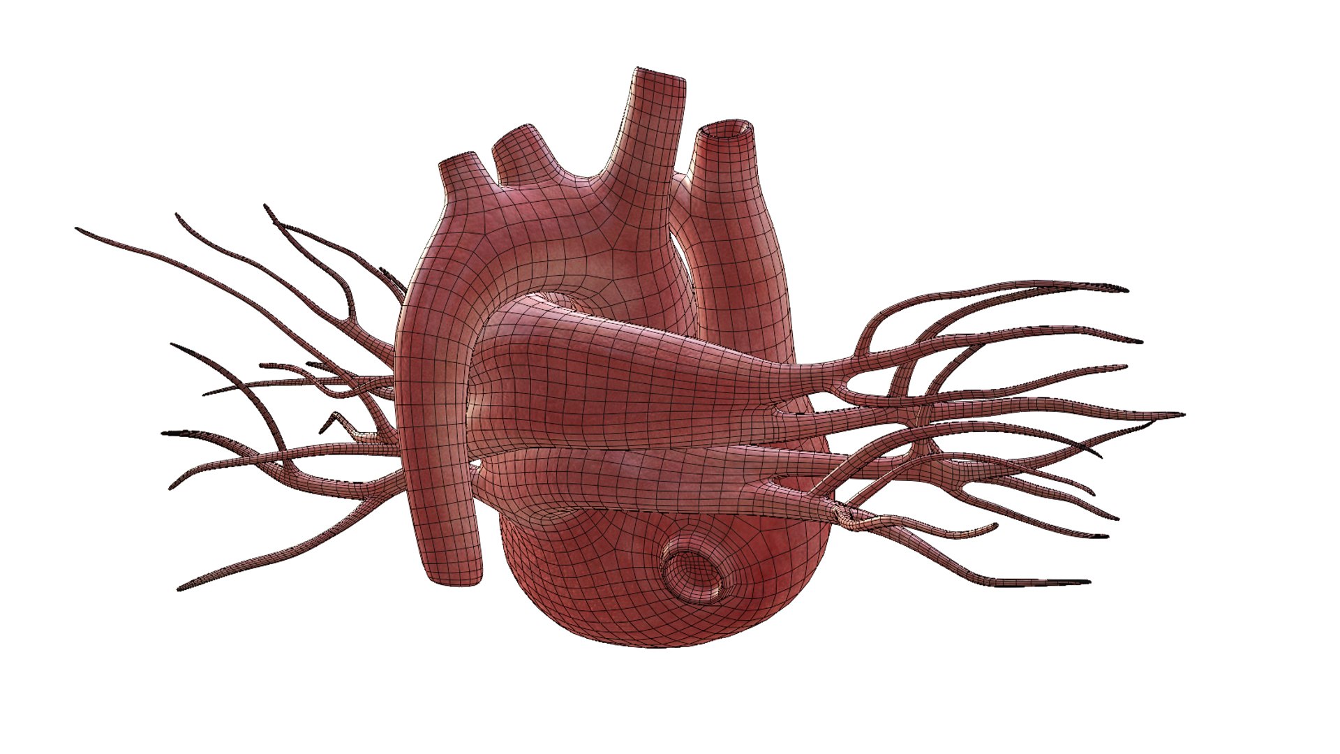 3D Heart model https://p.turbosquid.com/ts-thumb/yo/eDJ92t/D5/30/jpg/1698211861/1920x1080/fit_q87/673e7d32f0739f569adadded22dfa2f18f7a6c68/30.jpg