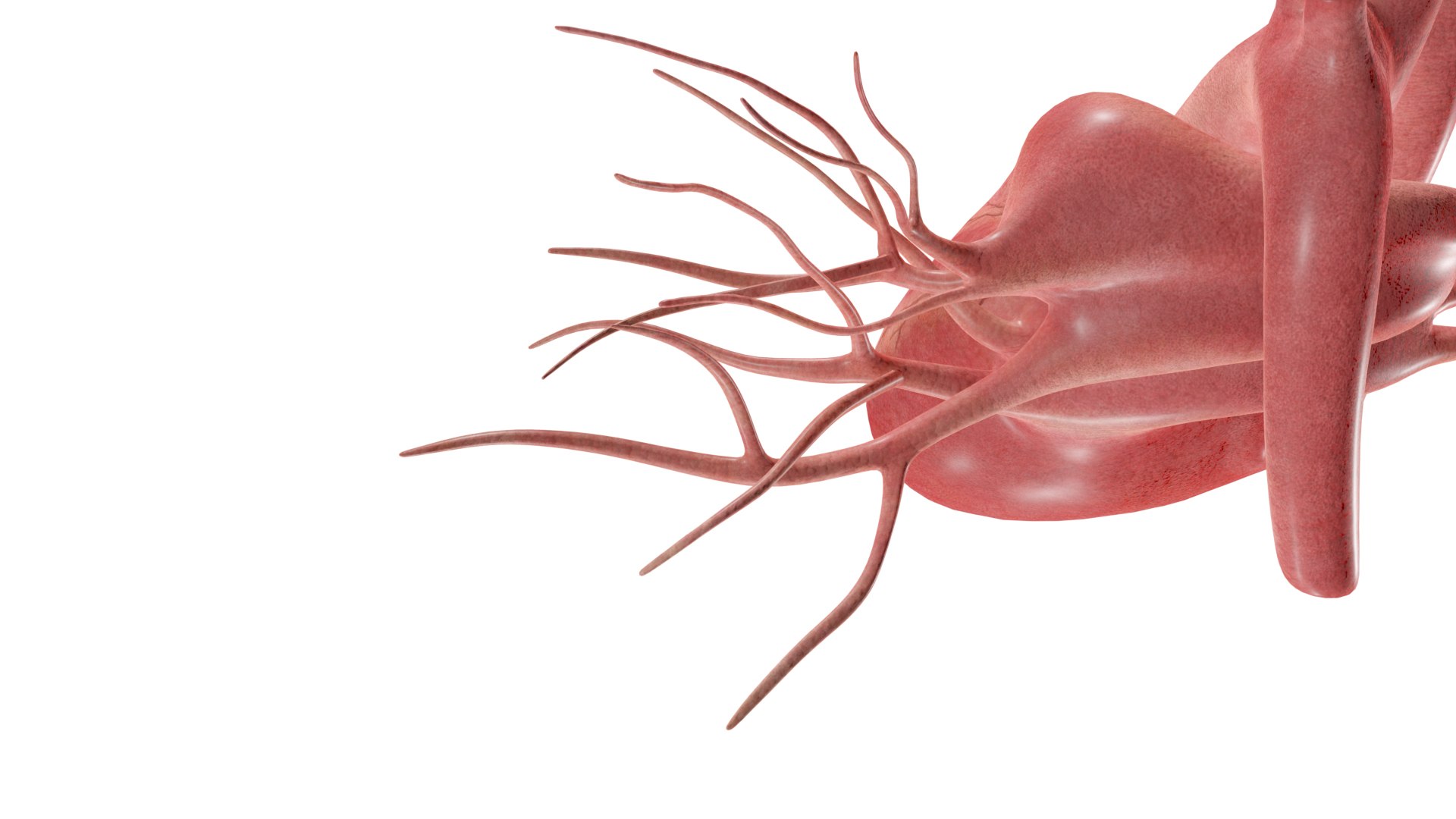 3D Heart model https://p.turbosquid.com/ts-thumb/yo/eDJ92t/Dx/16/jpg/1698211844/1920x1080/fit_q87/3442b50af09de9e335c141d795e6aa07df22f579/16.jpg