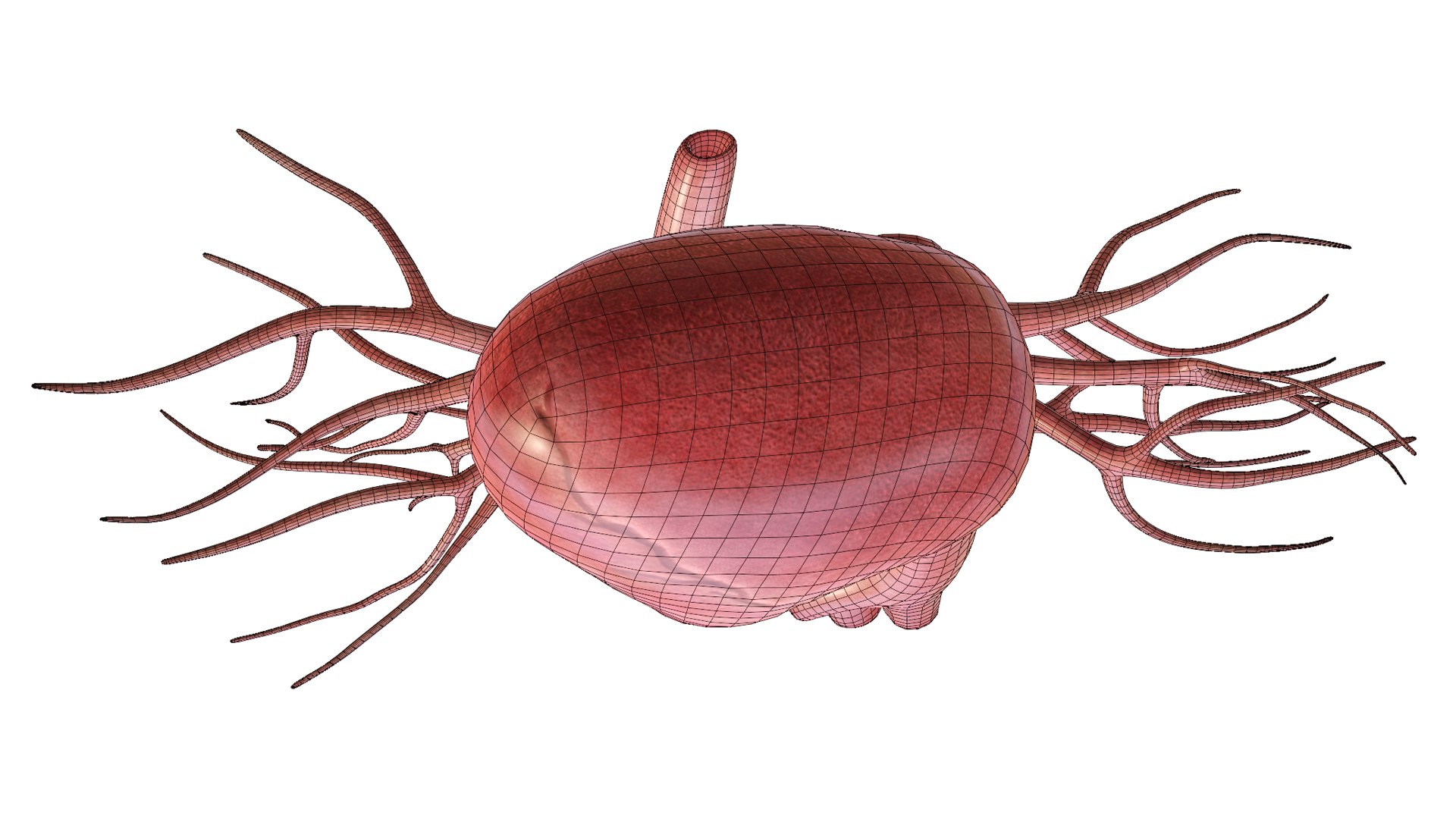 3D Heart model https://p.turbosquid.com/ts-thumb/yo/eDJ92t/Fv/299/jpg/1698211859/1920x1080/fit_q87/8a86ceda58d1e4d53d546d7f56de2428b607539d/299.jpg