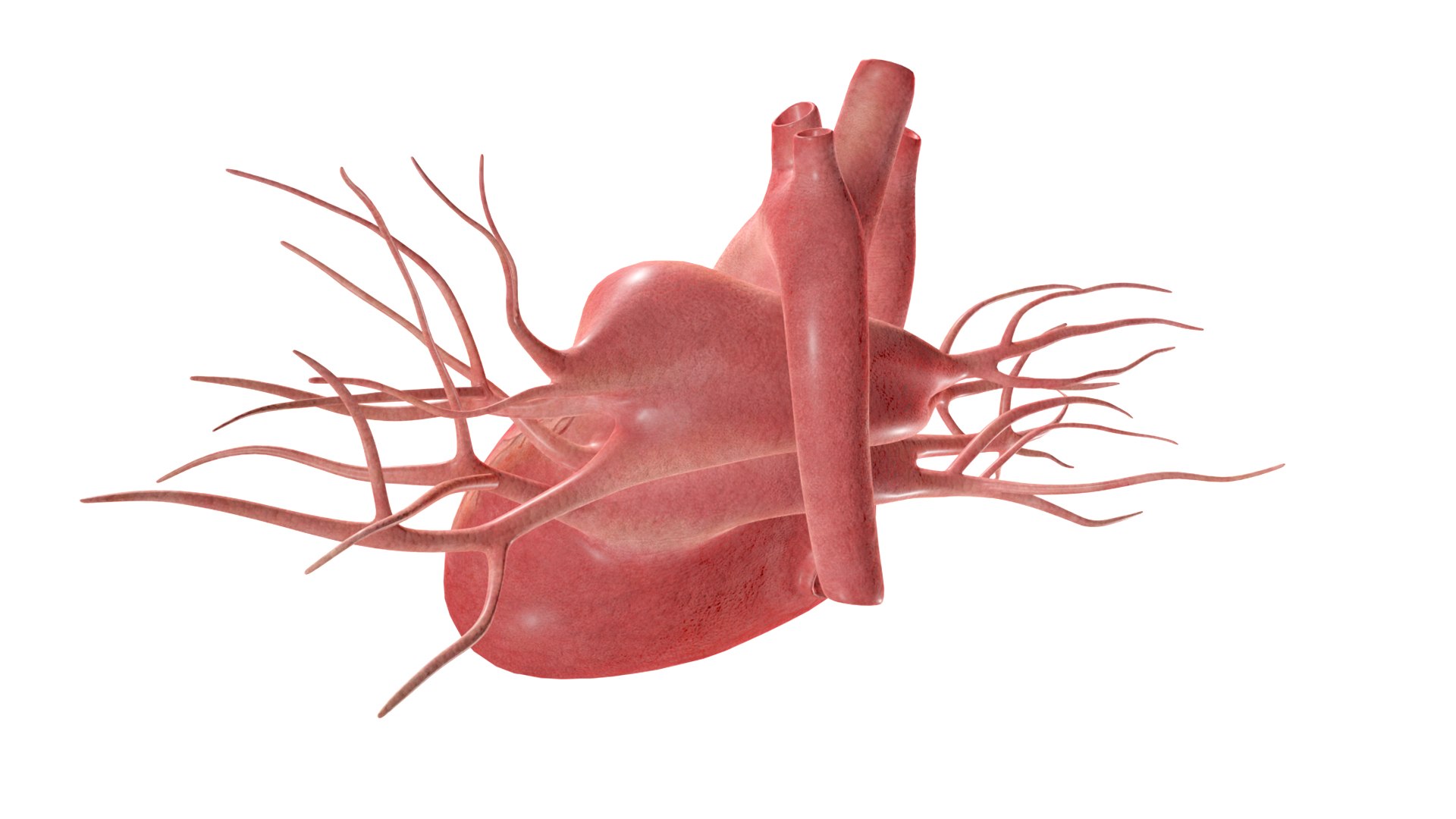 3D Heart model https://p.turbosquid.com/ts-thumb/yo/eDJ92t/KX/3/jpg/1698211833/1920x1080/fit_q87/077597ee41571d0c834c02b39c87fab65d8b4d74/3.jpg